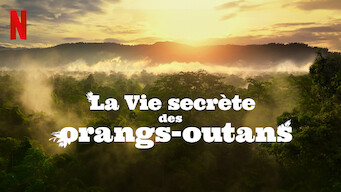 La Vie secrète des orangs-outans (2024)