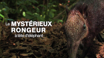 Le Mystérieux Rongeur à tête d'éléphant (2008)