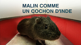 Malin comme un cochon d'Inde (2013)